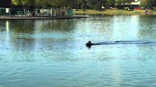 RC BOAT Rescue Of The Barbwire Eisenhower Park Pond [upl. by Adila]