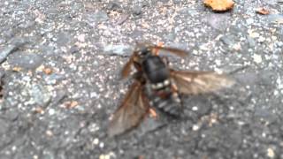 Wasp vs Horse Fly [upl. by Manning443]