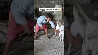 Doggy sath masti funnydogs fundogs dog dogshorts doglovers doglife fun shortsfeed doggame [upl. by Pero757]