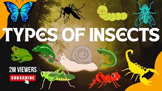 Insects Name in English with Pictures  Learn Bugs and Insects Name  REPTILES  for kids [upl. by Ytiak]