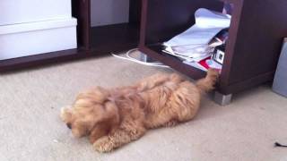 Spoodle Puppy Millie goes crazy with an ice cube [upl. by Kristi]