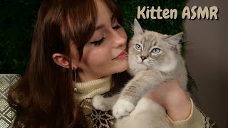 ASMR Kitten Update  5 Month Old Ragdolls Soft Spoken [upl. by Yniffit298]