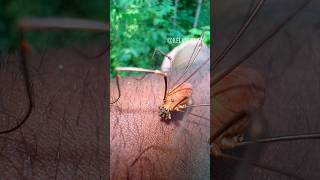 Harvestman Feeding While On My Arm arachnidinsectsbugtarantulaarthropodsinvertebratesfyp [upl. by Auliffe]