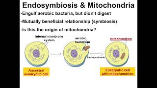 Video 34  Origin Of Cells amp Endosymbiosis WHS AP Biology [upl. by Grantham]