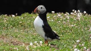 Atlantic Puffin  Fratercula arctica  Skomer Pembrokeshire Wales [upl. by Suisyola515]