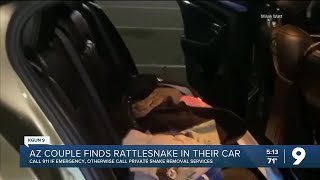 Rattlesnake Found in Car [upl. by Rhodie]