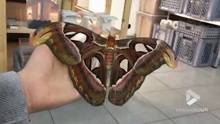 The biggest moth in the world [upl. by Jamil]