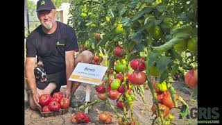 Buffalopink F1  Cultura de tomate roz în jud Bihor loc Tarcaia la domnul Bunta Francisc [upl. by Hgieliak921]