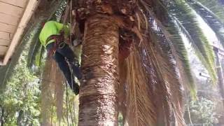 Palm Tree Makeover  Trimming Hazardous Dead Fronds [upl. by Pheni]