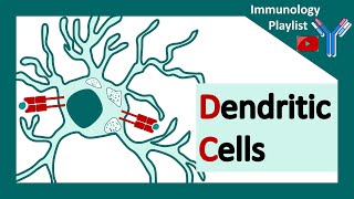 Dendritic cells  professional antigen presenter  Antigen presenting cell  Role of dendritic cells [upl. by Faruq]