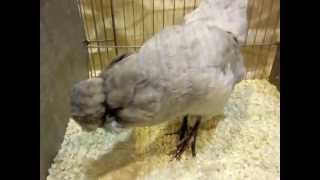 Englische Araucanas Araucanas National Poultry Show UK [upl. by Uolymme]