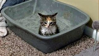 FUNNY CATS MEMES COMPILATION V40 [upl. by Morgun]