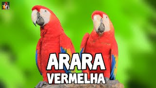 É ASSIM que a ARARA VERMELHA CANTA [upl. by Garaway]