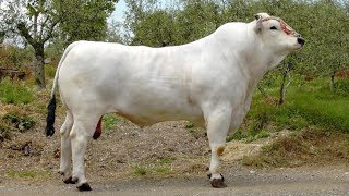 Chianina Beef Cattle  World’s Largest Domesticated Cattle Breed [upl. by Marlo]