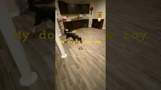 My dog barked at his toy😱 [upl. by Kahlil]