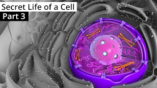 The Secret Life of a Cell Part 3  The Nucleus [upl. by Emmie432]