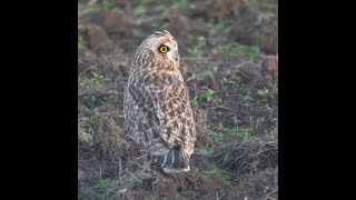 Fall at Ridgefield NWR 2023 [upl. by Henebry]