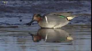 Greenwinged Teal foraging in shallow water [upl. by Lanta750]