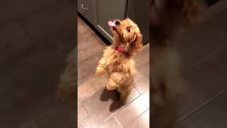 Rubys Tricks  Toy Mini Goldendoodle [upl. by Rondon634]