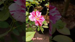 Rose Tiger Rose ytshorts trending music plants bhilai raipur [upl. by Lotti]