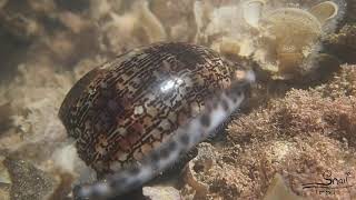 Cypraea arabica  Arabian Cowrie [upl. by Naresh]