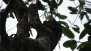 Spotting a Brownthroated Sloth in Panama [upl. by Bollay]