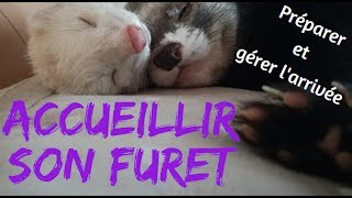 Accueillir un furet et préparer son arrivée  Les Furets Malins [upl. by Pineda837]