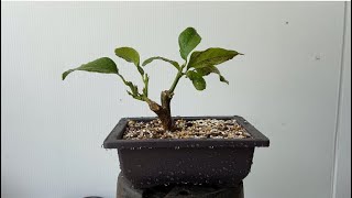 Mini Lemon Tree Bonsai Repot 1 Year After Air Layer [upl. by Ymiaj]