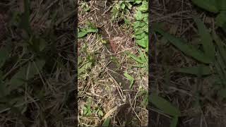 Leaf Cutter Ants Costa Rica [upl. by Elleiram]