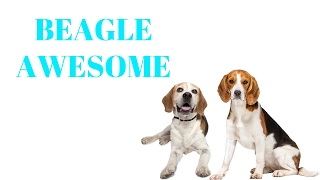 BEAGLES Are Awesome BEAGLES Life Compilation [upl. by Negroj]