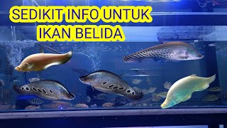 IKAN BELIDA TERMASUK IKAN PREDATOR JUGA LO [upl. by Fasa549]