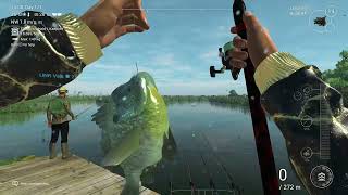 Trophy Redear Sunfish  Spot Nr 2  Fishing Planet  Everglades  USA [upl. by Adnohral]