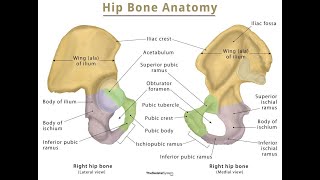 Surface anatomy of the hip bone Ilium ischium and Pubis bones [upl. by Ellenod737]