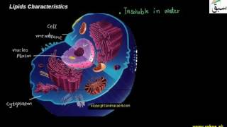 Lipids Characteristics Biology Lecture  Sabaqpk [upl. by Arekat]