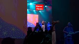 Djavan ao vivo Pétala djavan [upl. by Oniskey639]