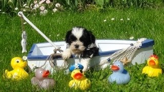 Shih Tzu Welpen 4 Wochen wwwwelpenvermittlunghundeat [upl. by Ahsiret377]