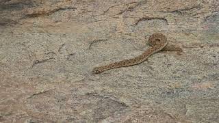 Echis carinatus  Saw Scaled Viper  Chinna pinjara [upl. by Edson]