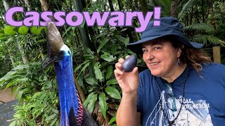 Cassowaries in the Daintree Forest  Cape Tribulation  Episode 35 [upl. by Rosita46]