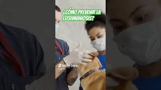 🚫Formas de PREVENIR la LEISHMANIOSIS consejosveterinarios zoonosis leishmaniosis [upl. by Yrrem]