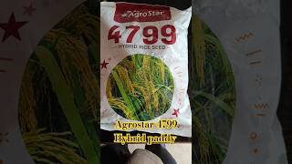 Agrostar 4799 hybrid paddy 🤩 [upl. by Stockton]