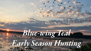 HUGE Flock of TEAL DECOYS perfectly  2024 Alabama Early Season [upl. by Grantley]