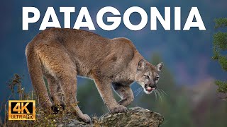 PATAGONIA  El Último Ecosistema Salvaje de la Tierra  Documentales completos [upl. by Bride]