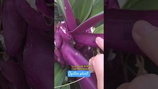 oysterplant flowers florida usa Tradescantia spathaceaalso called the oyster plant or boatlily [upl. by Clynes]