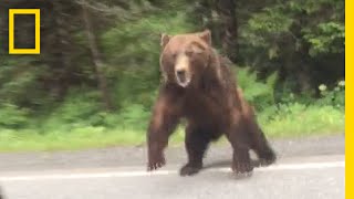 Watch Bear Charges Car  National Geographic [upl. by Afinom852]