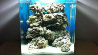 MY FISH TANKS  AFRICAN CICHLIDS  TROPICAL AND MARINE [upl. by Kuster]