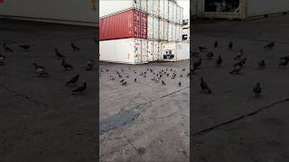 Pigeons 🕊️🕊️ animals beautiful pigeons birds [upl. by Ahsitra]