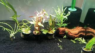 Aquarium CoOp Live Plant Unboxing Featuring CRINUM CALAMISTRATUM [upl. by Kali98]