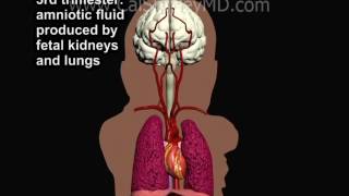 The Biophysical Profile BPP Animation by Dr Cal Shipley MD [upl. by Ahsenrat]