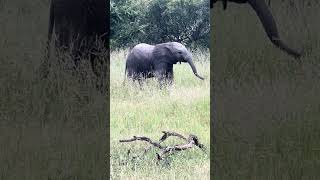 Baby elephant playing with trunk [upl. by Eelatsyrc]