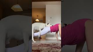 Flipping my dog yoga downwarddog doglover hannakshorts trending shorts bridge flipping reel [upl. by Annaoj210]